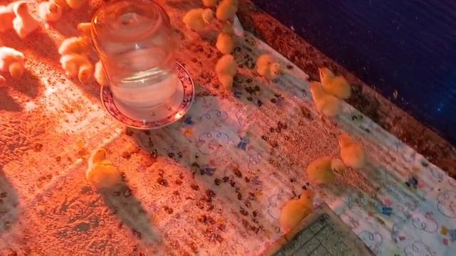 Результат инкубации перепелиных яиц. смотреть онлайн