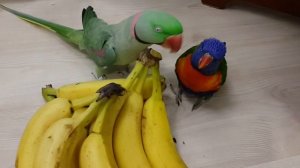 каик лорикет зоопарк александрийский caique lorikeet