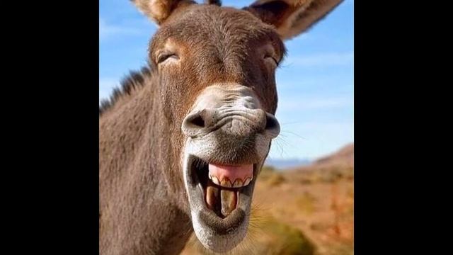 "Осёл" Автор: Крылов И. "Donkey" Author: Krylov I. смотреть онлайн