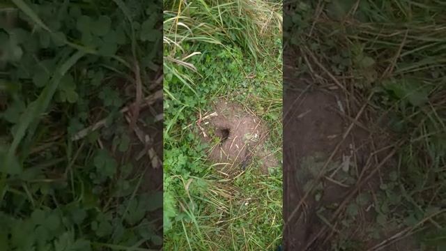 Под землей живут кроты... смотреть онлайн