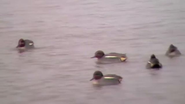 Teal Displaying - Panasonic SDR-S26 смотреть онлайн