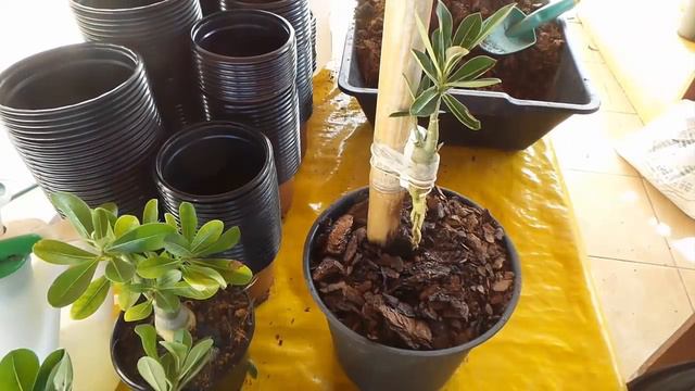 Raízes das rosas do deserto Técnica Anaconda #01 - como alongar Plante Rosa do Deserto Adenium смотреть онлайн