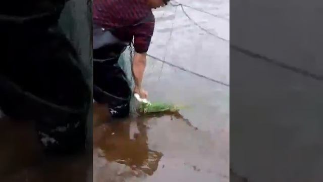Рыбалка сетью :толстолоб,белый омур смотреть онлайн