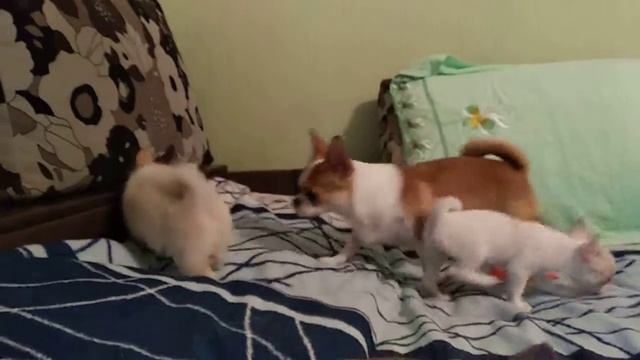 Девочки на диване смотреть онлайн