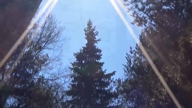 Цветение сакуры в Москве (короткая версия) смотреть онлайн