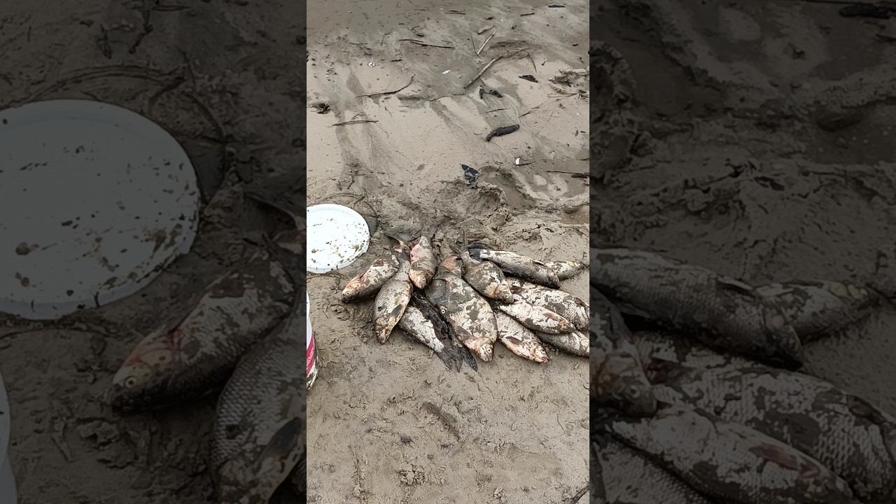 Улов с 04:00 до 09:30. Донки рулят. смотреть онлайн