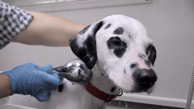 Rutube_account_13347517