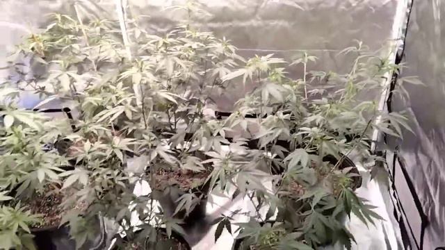 120 Day L.E.D Indoor grow Strawberry Cheesecake, Kush X ,Black Mimosa, Melon Kush yeilds. смотреть онлайн