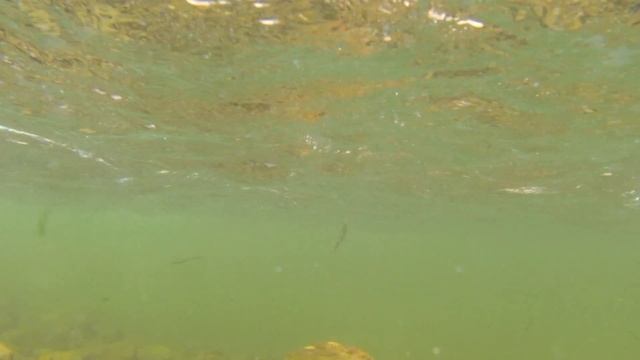 О том, как Владимир и Дмитрий рыбу ловили или Тувинская сказка 3 смотреть онлайн