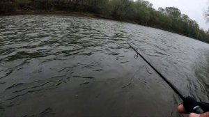 Ловля симы на Сахалине. Пошла родимая!