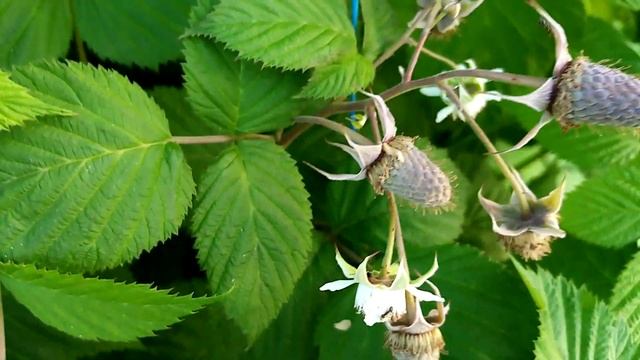 малина сорт пшехиба, первый год плодоношения, открытый грунт, юг ростовской области. смотреть онлайн