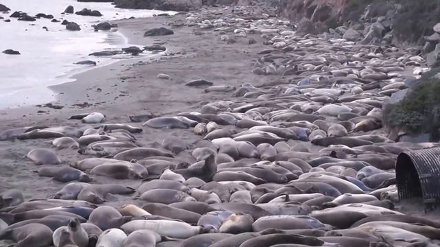 sea elephants(морские слоны) смотреть онлайн
