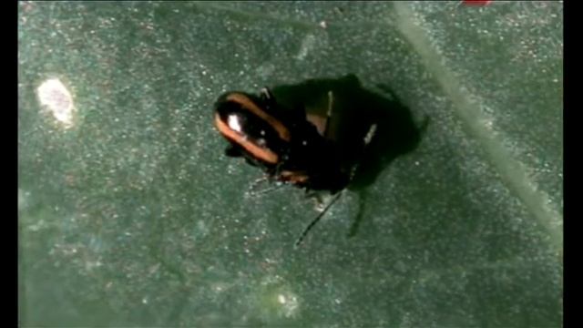 Редиска - второй урожай. Борьба с вредителями смотреть онлайн