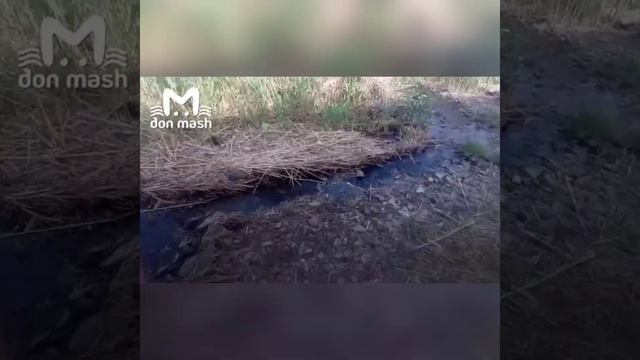 Таганрог пляж дохлая рыба на море новости обзор смотреть онлайн