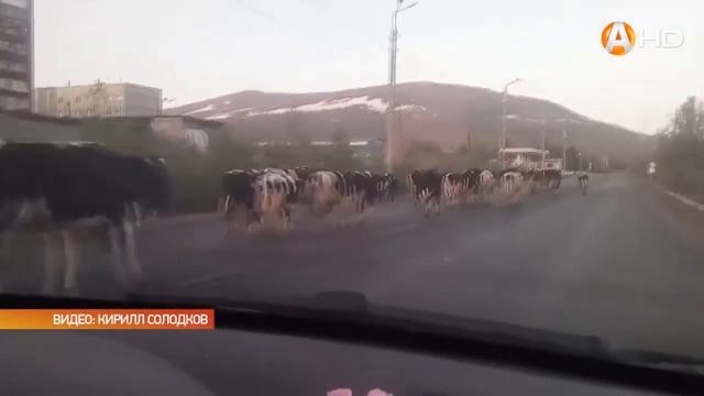 В Мончегорске в объектив камеры попали коровы которые прогуливались по улицам города HD720