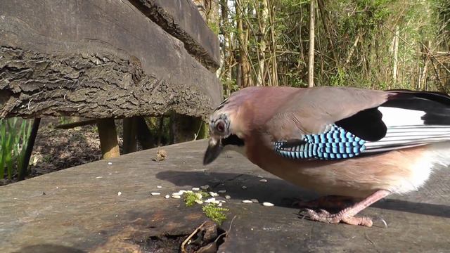 Фильм для кошек - Птицы в саду, котики, коты. Кошачьи игры, видео для котиков. Видео с птичками смотреть онлайн