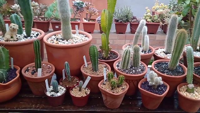 Como tá ficando o Cantinho dos Cactos смотреть онлайн