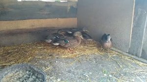 Чем кормить Диких уток в 2 месяца//содержание и кормление диких уток//