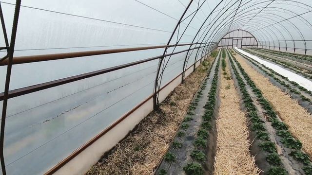 Как натянуть плёнку на теплицу с зигзаг креплением.