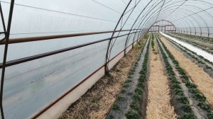 Как натянуть плёнку на теплицу с зигзаг креплением.