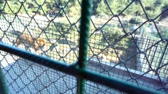 Зоопарк в Анталии смотреть онлайн