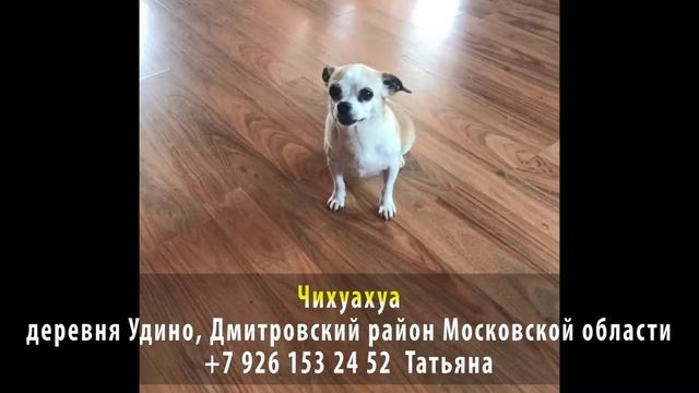 Нашлась! Чихуахуа. Деревня Удино, Дмитровский район Московской области смотреть онлайн