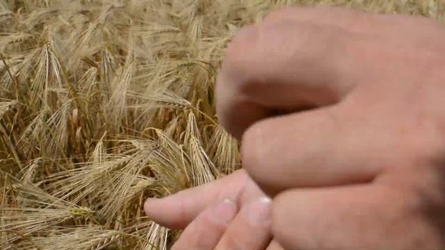 ЖАТВА 2021 Ячмень + РОЗЫГРЫШ смотреть онлайн
