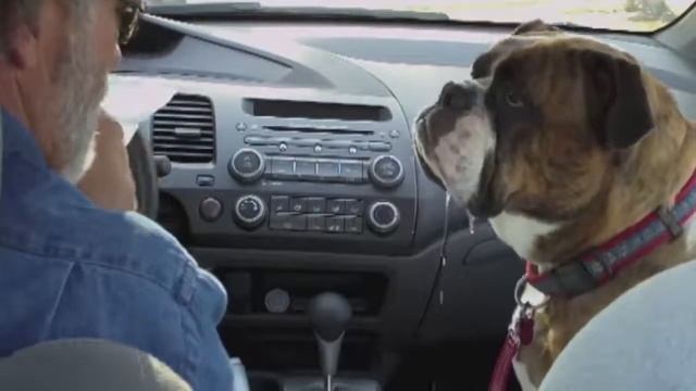 БУЛЬДОГ РАСПУСКАЕТ СЛЮНИ НА ЧИЗБУРГЕР | Bulldog Drools Over Cheeseburger - Funny animals смотреть онлайн