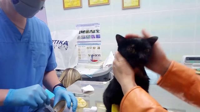 Как правильно насильно кормить кошку. смотреть онлайн