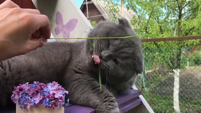 Кот кушает, замедленная съемка смотреть онлайн
