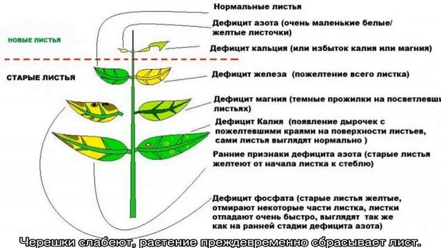 Почему у розы желтеют листья летом на улице смотреть онлайн