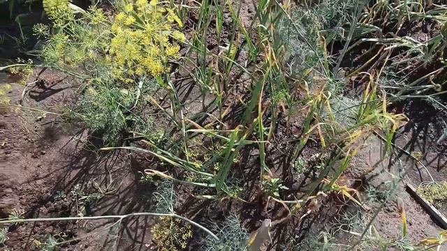 Убрали чеснок🧄 посолили огурцы🥒 заготовили укроп на зиму😊 смотреть онлайн