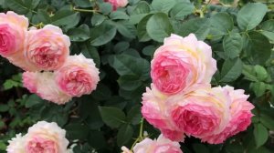 РОЗА РОЗОМАН ЖАНОН.