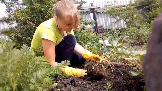 Посадка клубники в начале июля. Ремонтантный сорт, уже цветет по второму разу смотреть онлайн