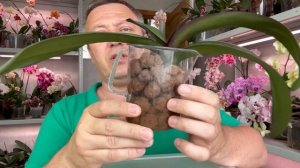 оживление орхидей в КЕРАМЗИТЕ / важные нюансы наращивания корней орхидеи