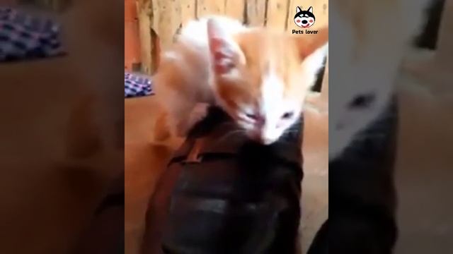 Котёнок лезет в обувь смотреть онлайн