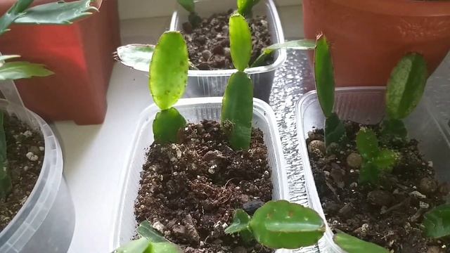 Декабрист (Шлюмбергера)?Рипсалидопсис?Эпифиллум?Хатиора?Обзор лесных кактусов в марте?Формирование смотреть онлайн