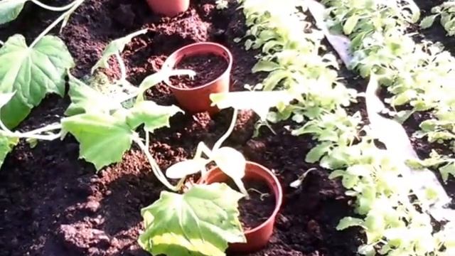 Высадка рассады выращеной под индукционными лампами. смотреть онлайн