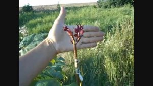 КЛЕН КРАСНОЛИСТНЫЙ (форма остролистного с красными листьями, не путать с кленом красным)