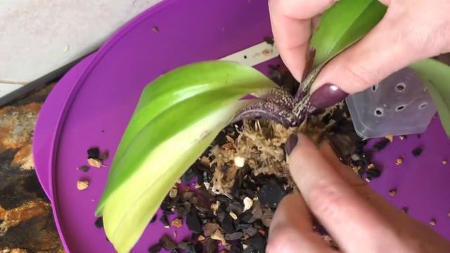 Как нарастить корни у башмачка. Пафиопедилум наращивает корни. Легкий способ всего за 3 месяца -)) смотреть онлайн