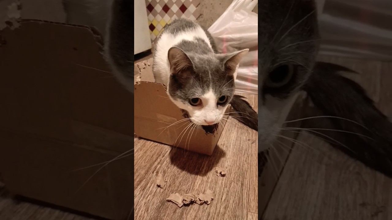 Всё на мне, как я устал) #котики #cat #лайк #кот #мурзик #котики #питомец #котик #приколы #юмор смотреть онлайн