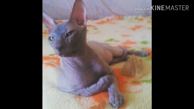 ~Открытие Канала Кота Гуччи~ смотреть онлайн