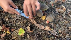 Собираем грибы в Германии. Сбор Грибов.