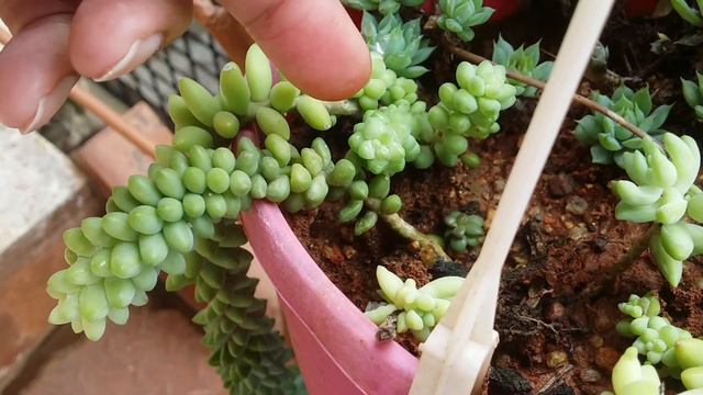 || SEDUM MORGANIANUM CARE TIPS || DONKEY TAIL AND BURRO’S TAIL || смотреть онлайн