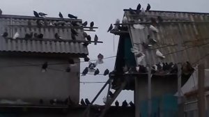 Николаевские голуби Мариуполя