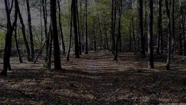 Осенний листопад ✨ Идём на Дачу смотреть онлайн