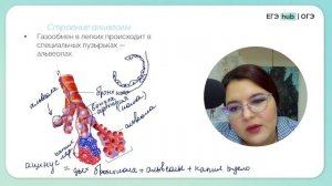 Дыхательная система для ОГЭ по Биологии | ДС | ОГЭ Биология 2024