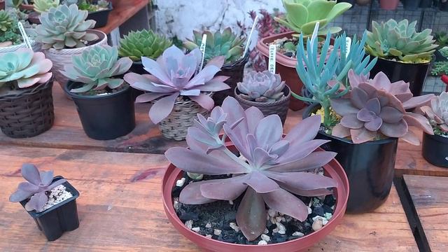 ECHEVERIA METÁLICA:/Tirando Dúvidas De Como Ter Sucesso no Cultivo... смотреть онлайн