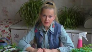 Почему рассада падает и как бороться с черной ножкой. Как ускорить рост рассады.