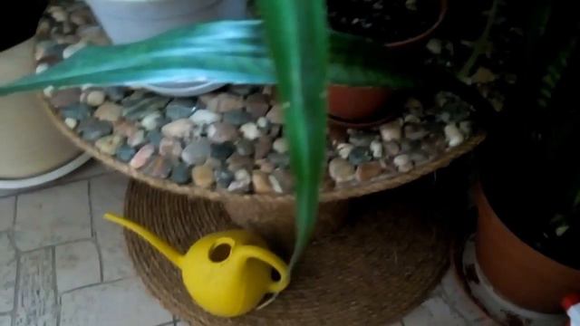 ОАЗИС ИЗ КОМНАТНЫХ РАСТЕНИЙ НА ЛЕСТНИЧНОЙ ПЛОЩАДКЕ смотреть онлайн